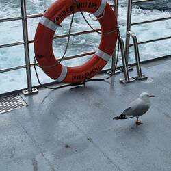 Seagull catching a lift