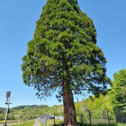 Ein Mammutbaum in der Eifel