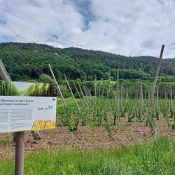 Hopfenanbau in der Eifel