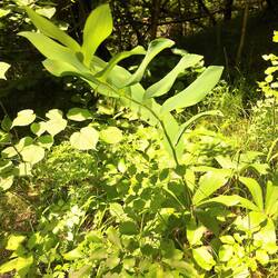 Wohlriechende Weißwurz