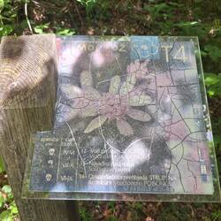 Infotafel zur hiesigen Flora