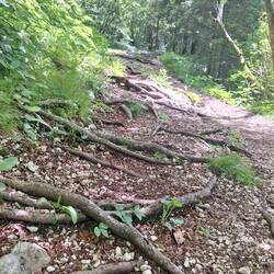 Der Wanderweg ist voller Wurzeln