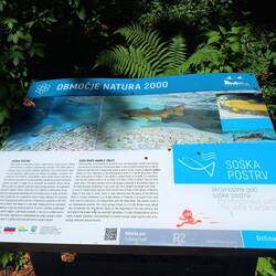 Infos zur Soča-Forelle