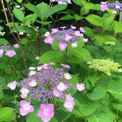 Parc avec de magnifiques fleurs