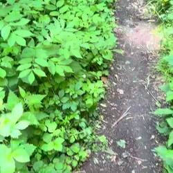 Kilometerlanger Singletrail 😎