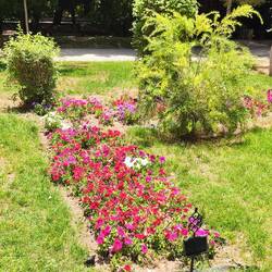 Eram Garten: Blumenbeet