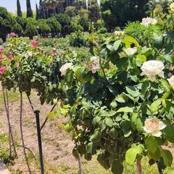 Eram Garten: Rosengarten