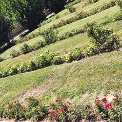 Eram Garten: Rosengarten