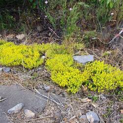 Und ganz oben blühender Mauerpfeffer am Straßenrand
