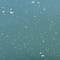Pappelschnee und kleine Fische im Altrhein....