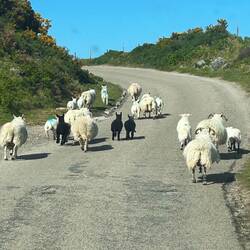 Hohes Verkehrsaufkommen 🐑