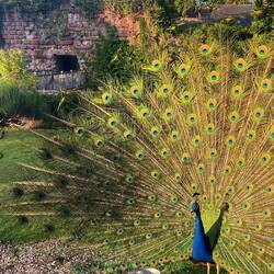 Peacock Ruthin Castle