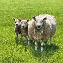 Sheep for Jean