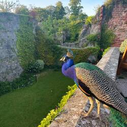 Peacock Ruthin Castle