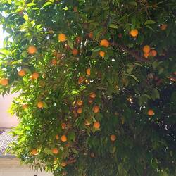 Orangenbäume in der Stadt