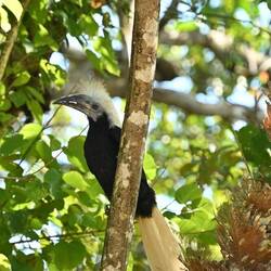 Langschopf Hornbill - oder oh ,,the punk 😅