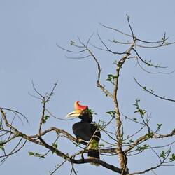 Rhinoceros Hornbill