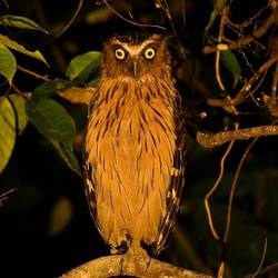 Fish owl