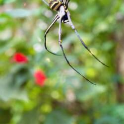 Impressionnante mais quasi inoffensive (en tout cas absolument pas dangereuse pour l'homme 😅)