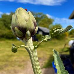 Wilde Artischocke