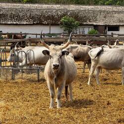 Er guckt mich misstrauisch an und beginnt mit den Hufen zu scharren: komm bloß nicht näher!