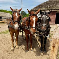 Ich darf sogar alle Pferde streicheln 🥰