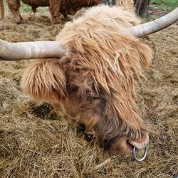 Dougal the Highland cow