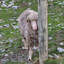 Marino wool sheep's wool is dark grey and sofer than other sheep