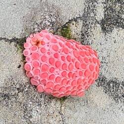 seltsam,...Pflanze oder...?