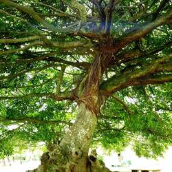 Beautiful tree in a public park.