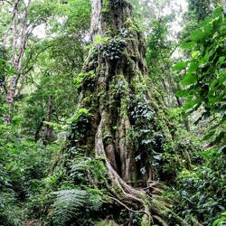 An overwhelming emotion, the encounter with a 1000-year-old tree. Ulmus mexicana.