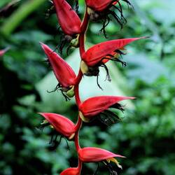Heliconia.