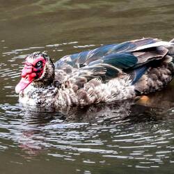 Duck in one of the park's ponds.