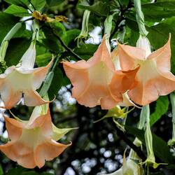 Brugmansia, also very often found in the Andes mountains, are called also Inca trumpets.