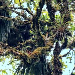 Rain forest, a lot of mosses and bromeliads.