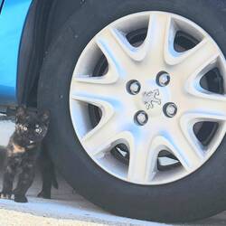 Tortoise shell gatito.