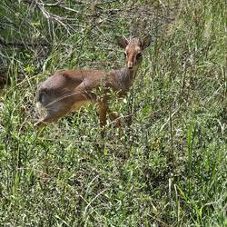Dik-dik, smallest antelope in Africa