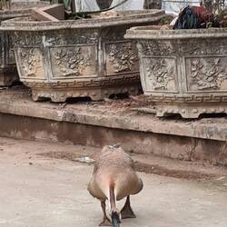 Gans im Angriffsmodus