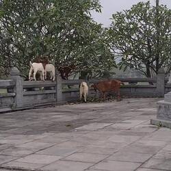 Am Ende schießt eine Ziege übers Ziel hinaus