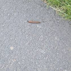 The wildlife!