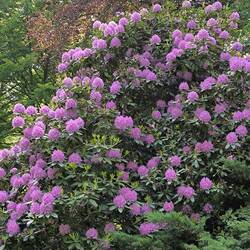 Rhododendron