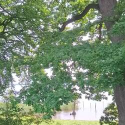 ....pssst.....da isser wieder.