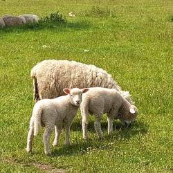 Was ich gerufen habe ist im folgenden Video zu hören....