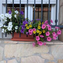 Locals love their window flower boxes