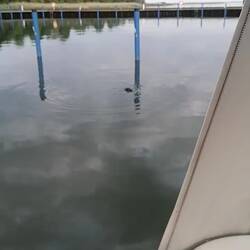 Eine Robbe im Hafenbecken