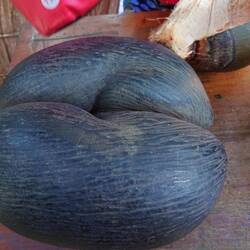 Coco de Mer