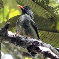 Seychellen Bulbul