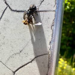 Springseile mit Snack