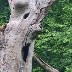 Und der tote Baum lacht uns aus