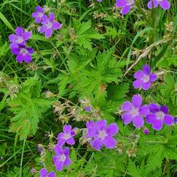 auch die Blumen sind in Markierungsfarbe